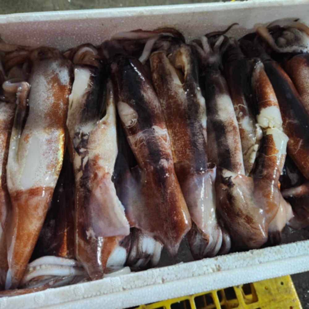 [사천상품] 급냉 못난이 오징어 1kg / 못난이 오징어입니다.