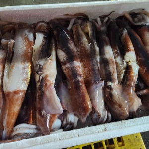 [사천상품] 급냉 못난이 오징어 1kg / 못난이 오징어입니다.
